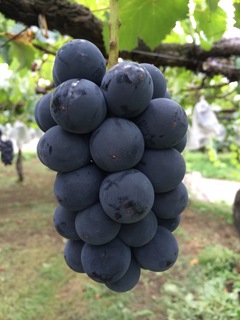 image-111ea.jpg