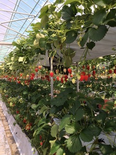image-62f9c.jpg